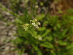Myosotis verna