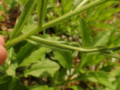 Myosotis verna