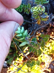 Veronica hookeriana