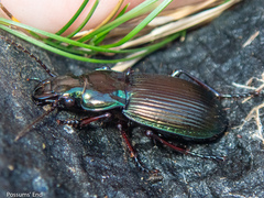 Megadromus virens