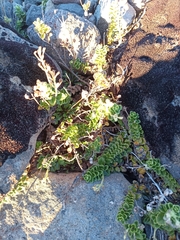 Veronica hookeriana