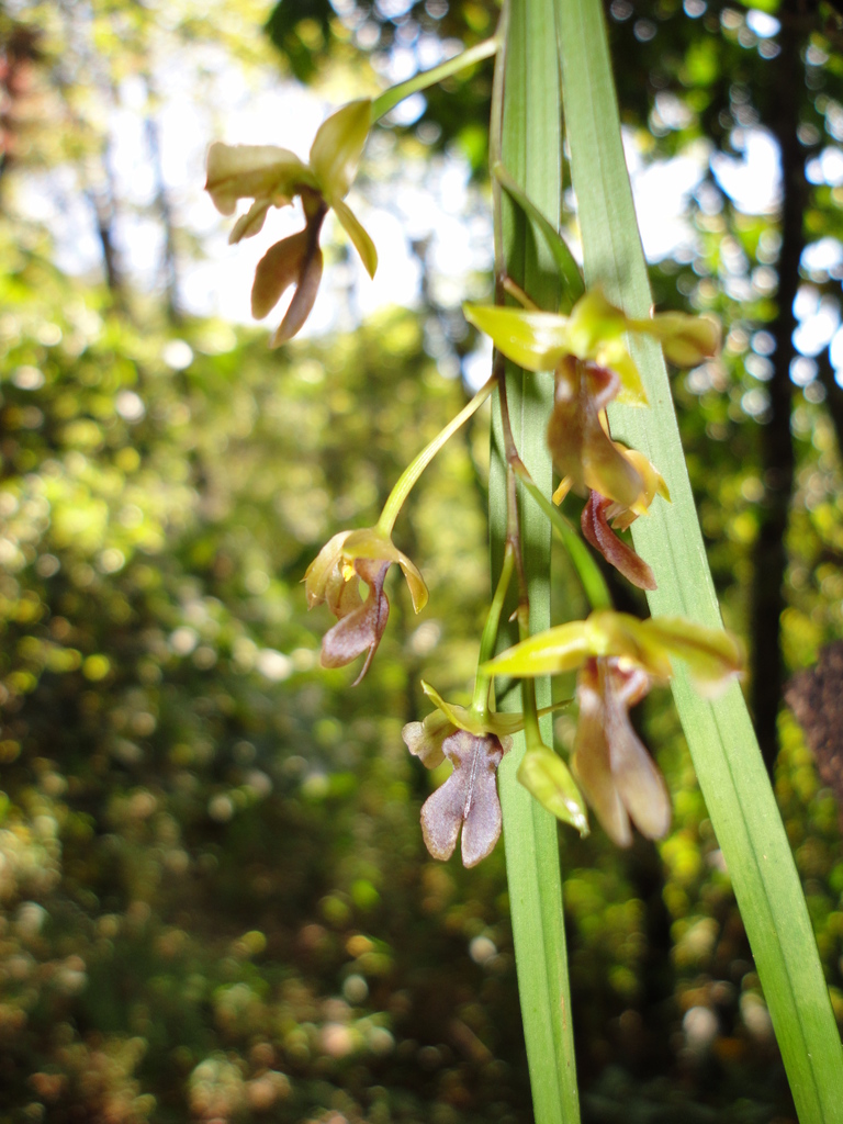 Scaphyglottis hondurensis
