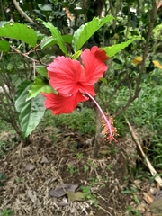 Hibiscus rosa-sinensis