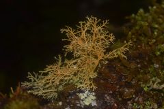 Sphaerophorus venerabilis