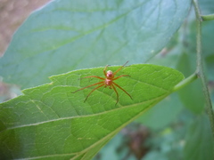Philodromus marxi