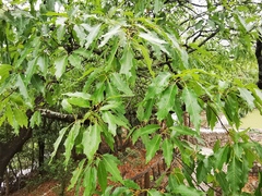 Quercus canbyi