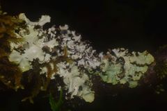 Cetrelia cetrarioides