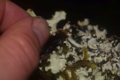 Cetrelia cetrarioides