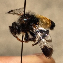 Cyrtopogon dasyllis
