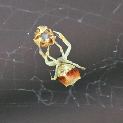 Uloborus diversus