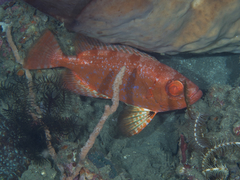 Priacanthus macracanthus