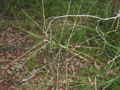 Digitaria parviflora