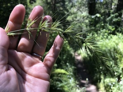 Elymus californicus