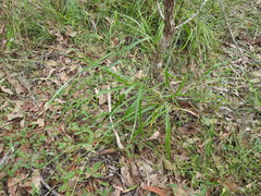Digitaria parviflora