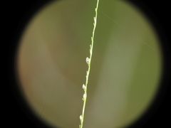 Digitaria parviflora