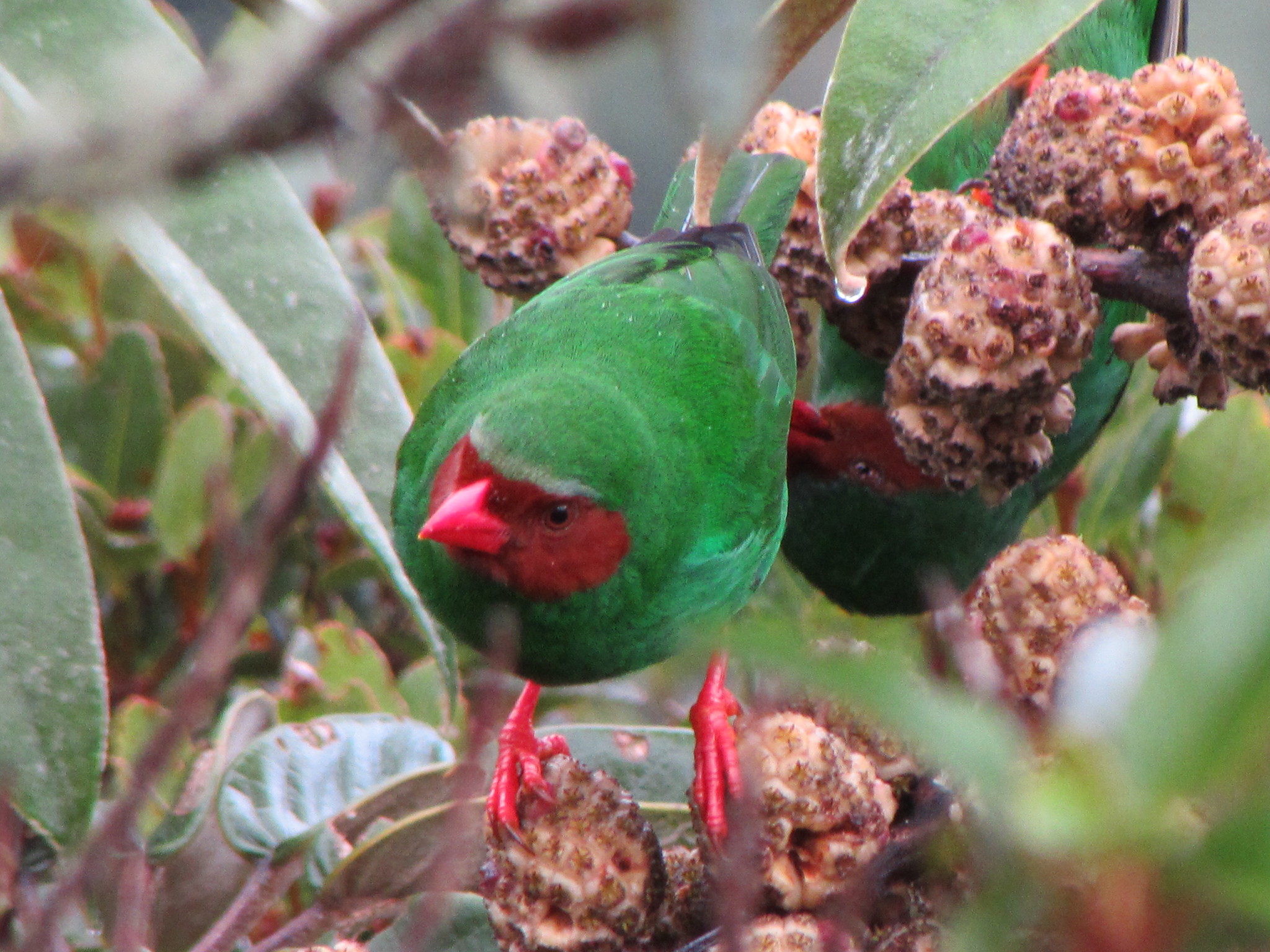 Chlorornis riefferii image