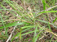Digitaria parviflora