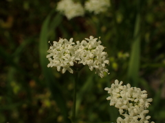 Valerianella umbilicata