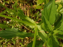 Valerianella umbilicata