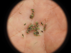 Digitaria parviflora