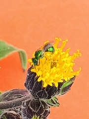 Simsia eurylepis