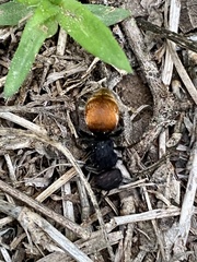 Pseudomethoca brazoria