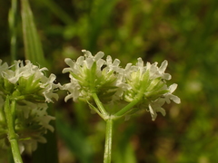 Valerianella umbilicata