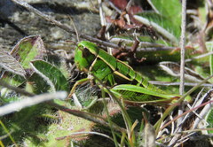 Alpinacris tumidicauda