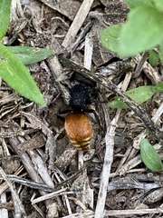 Pseudomethoca brazoria