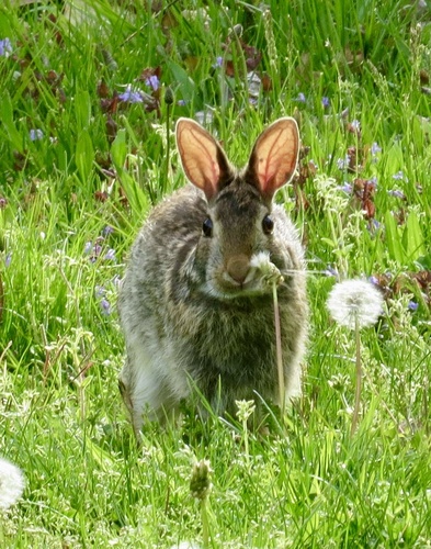 Eastern Cottontail photographed in New Jersey