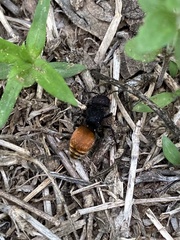 Pseudomethoca brazoria