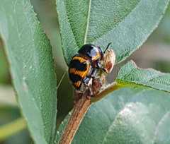 Cryptocephalus trifasciatus