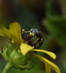 Microbembex monodonta