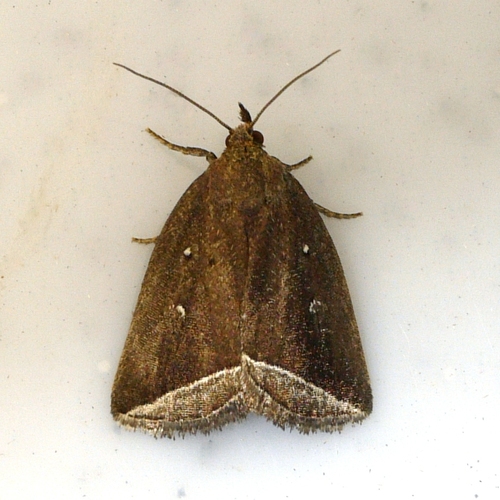 Curved Halter Moth photo 3