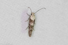 Mompha murtfeldtella