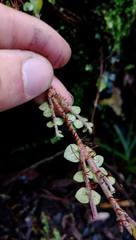 Metrosideros carminea