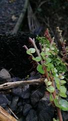 Metrosideros carminea