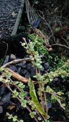 Metrosideros carminea