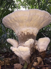 Laetiporaceae