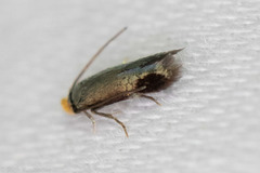 Stigmella resplendensella