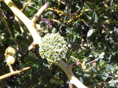 Asphondylia ceanothi