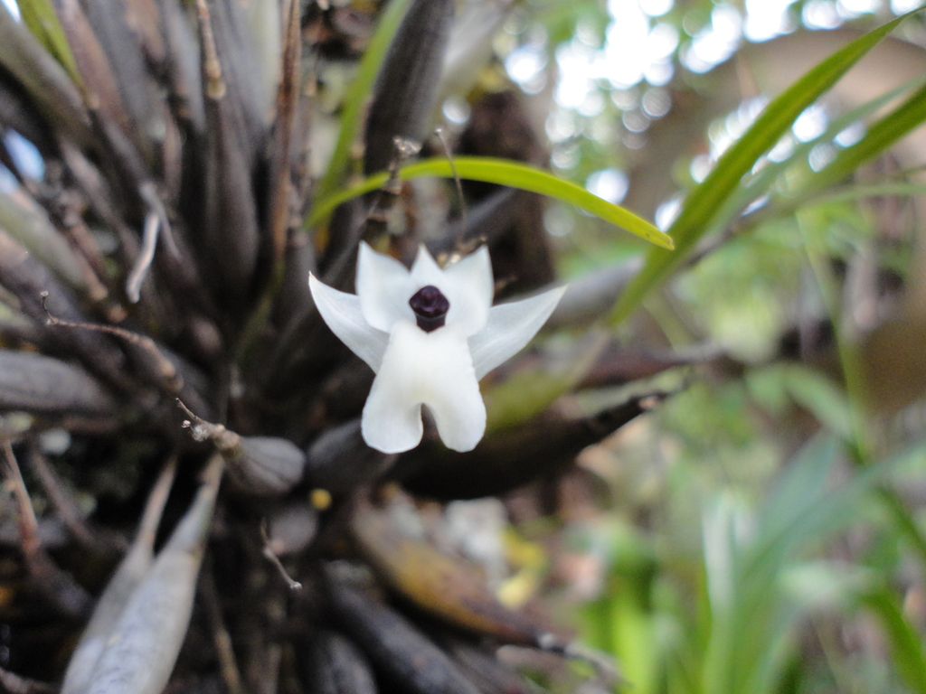 Scaphyglottis crurigera