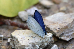 Eirmocides consimilis