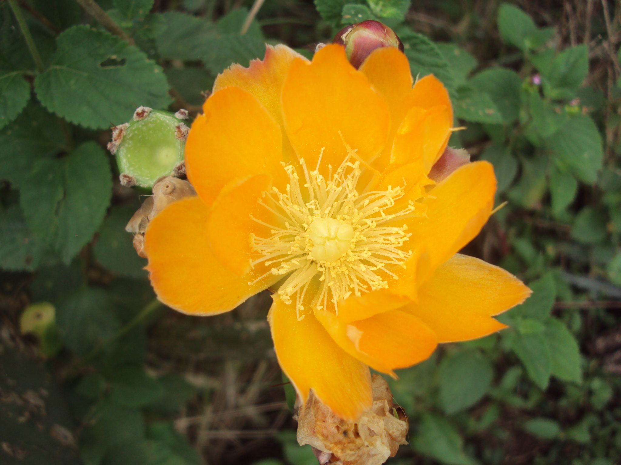 Opuntia elata