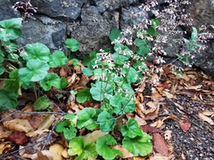 Heuchera mexicana