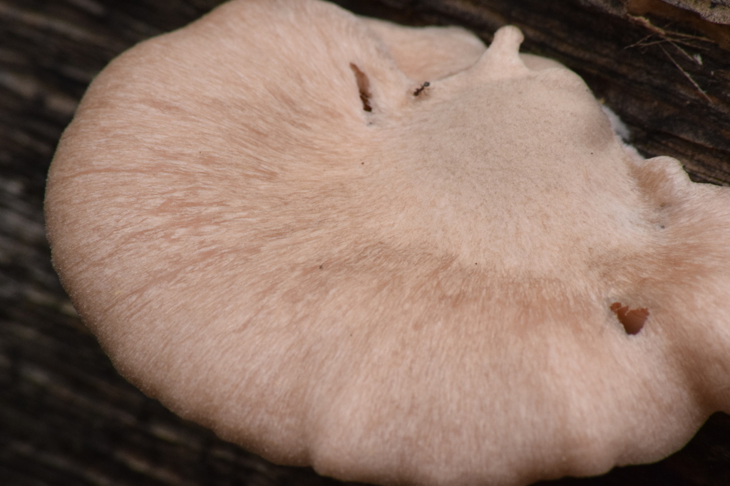 Pleurotus djamor · May 2022 · photo: © caja-manga (iNaturalist, cc-by)