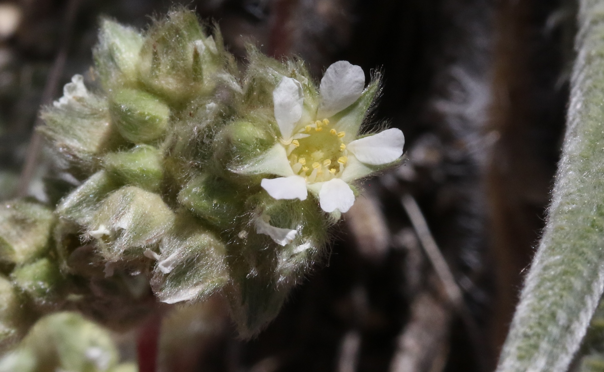 Ivesia argyrocoma