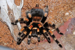 Brachypelma