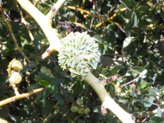 Asphondylia ceanothi