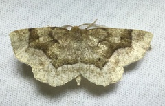 Metarranthis indeclinata